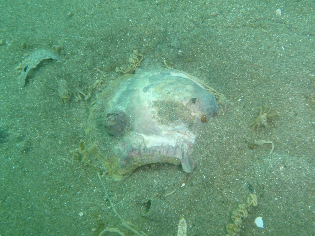 Ostra puelche sobre el fondo arenoso del golfo.